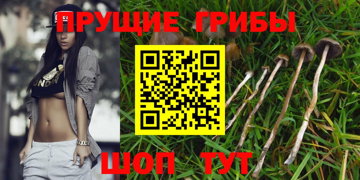 Спасск-Дальний  Псилоцибиновые грибы Psilocybe  Вход с VPN 